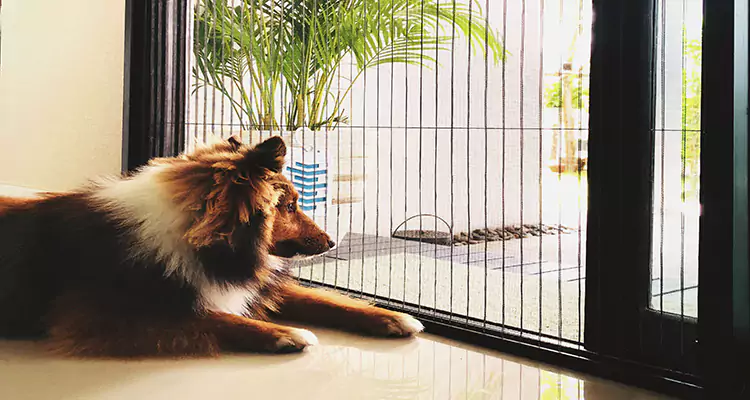 Sliding Screen Pet Door Repair in Seminole, FL