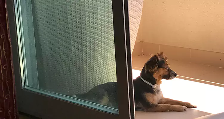 French Door Pet Screen Repair in Seminole, FL